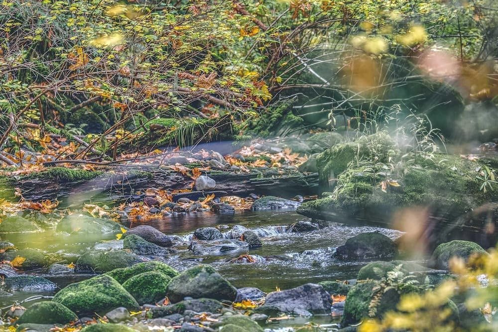 Photo of Outdoor in Rhododendron
