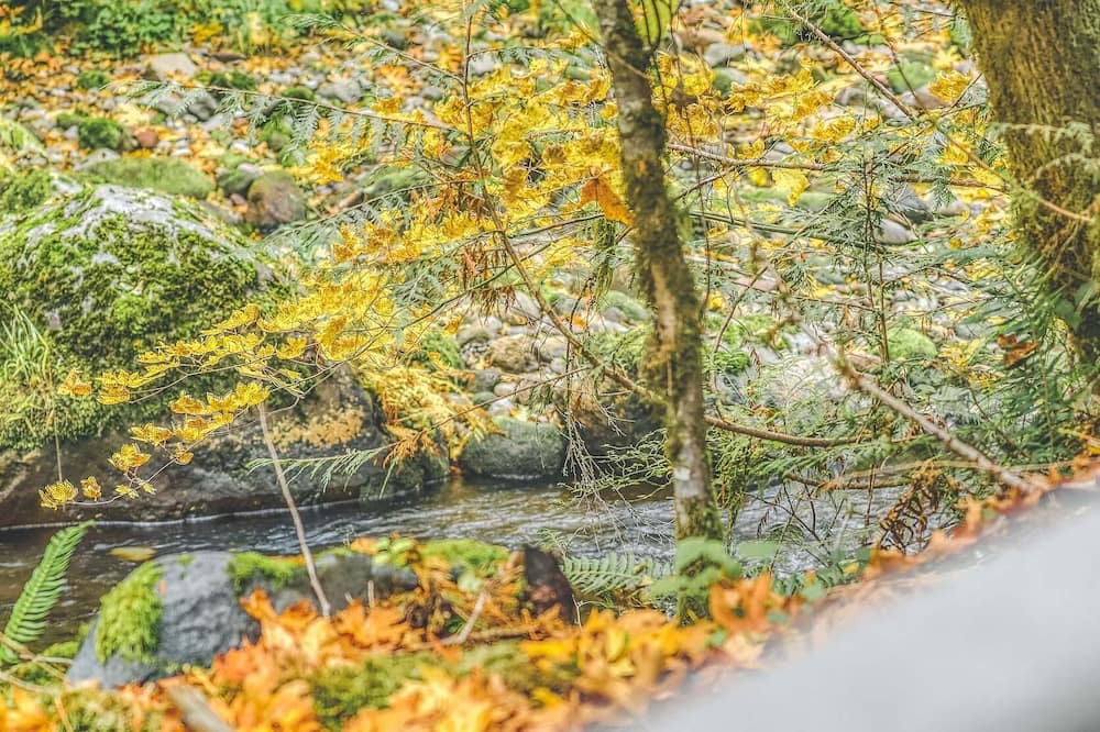 Photo of Outdoor in Rhododendron