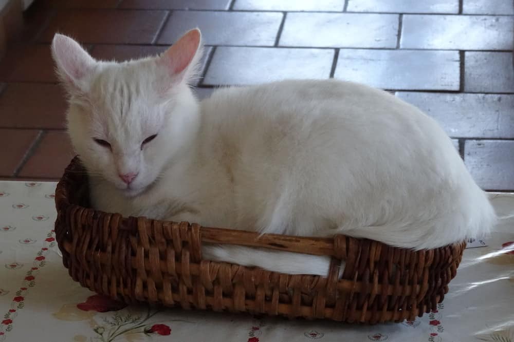 Photo of Others in Lagraulet-Saint-Nicolas