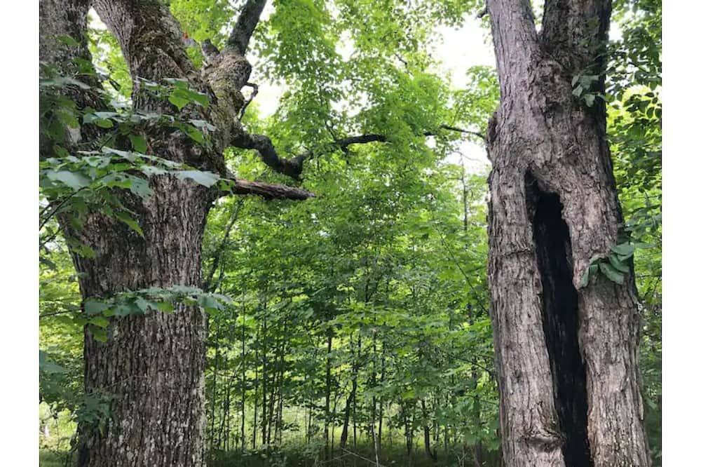 Photo of Outdoor in Maberly