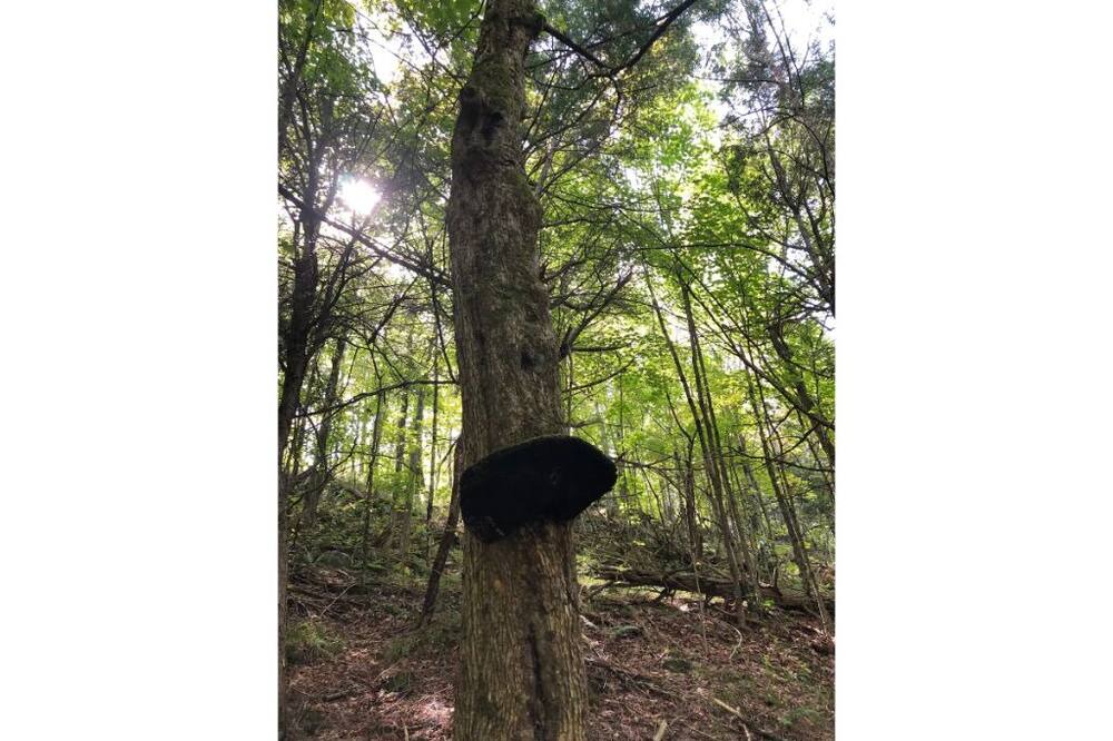 Photo of Outdoor in Maberly