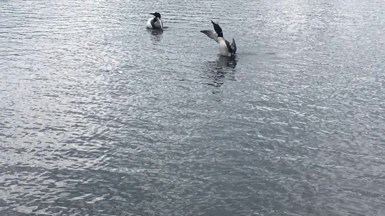 Photo of Others in Laconia