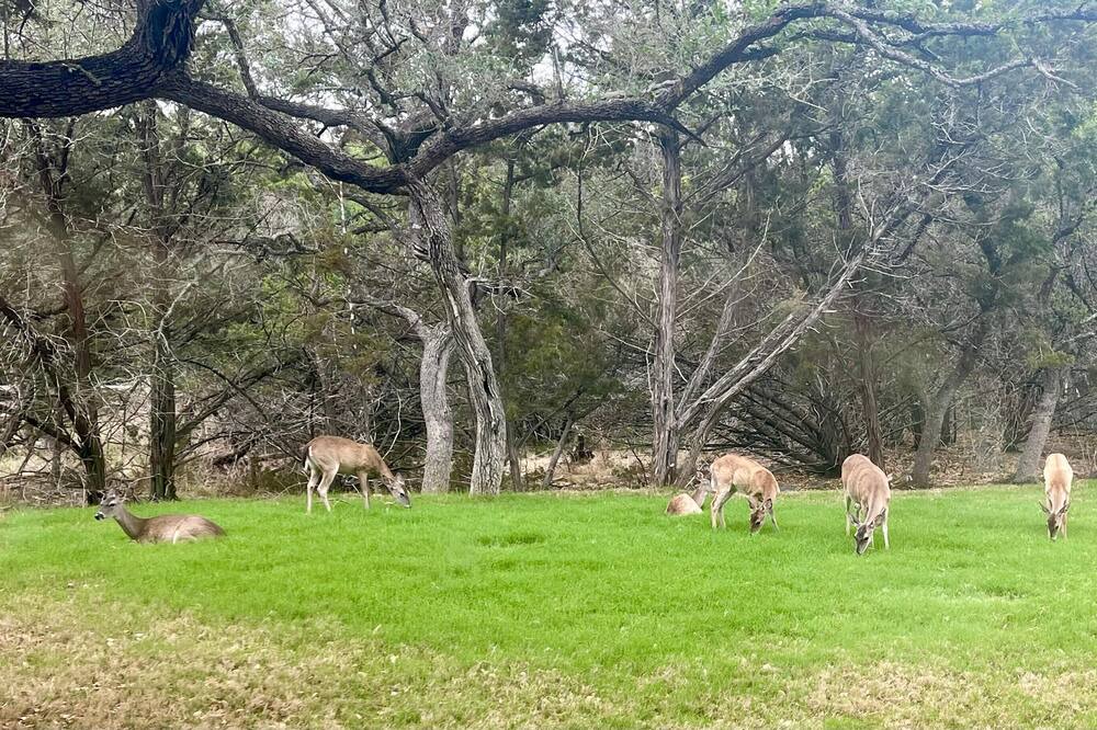 Photo of Others in Spring Branch