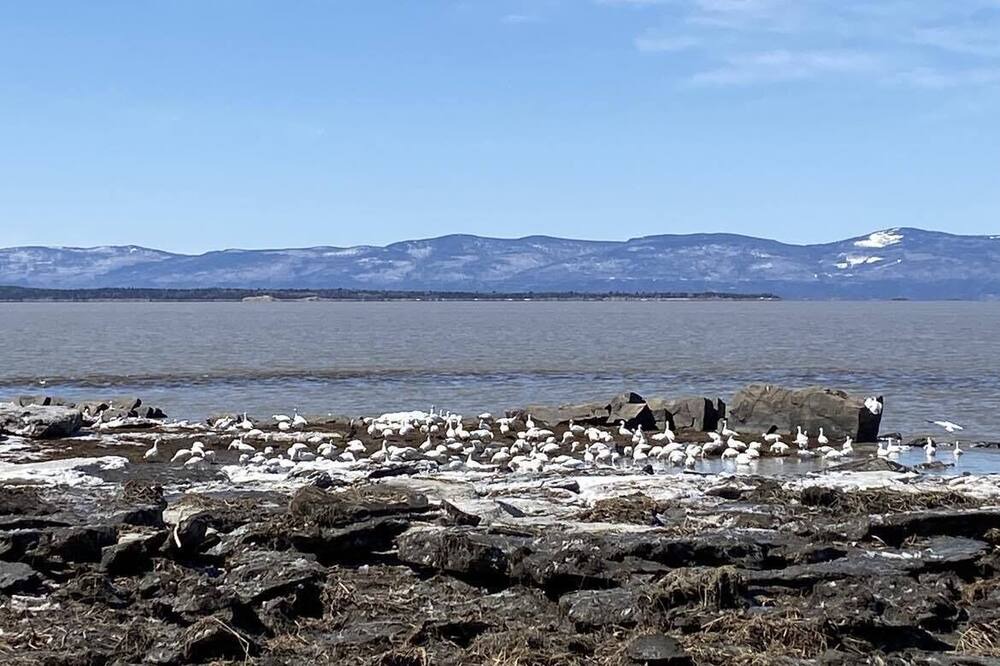Photo of Others in L'Islet