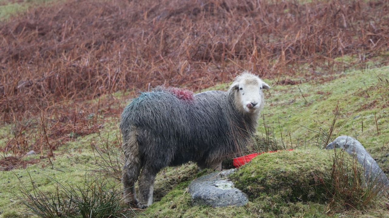 Photo of Others in Rosthwaite