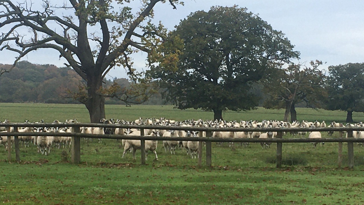 Photo of Others in Wixford