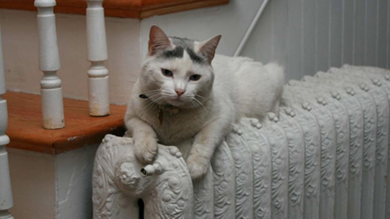 Photo of Others in Somerville