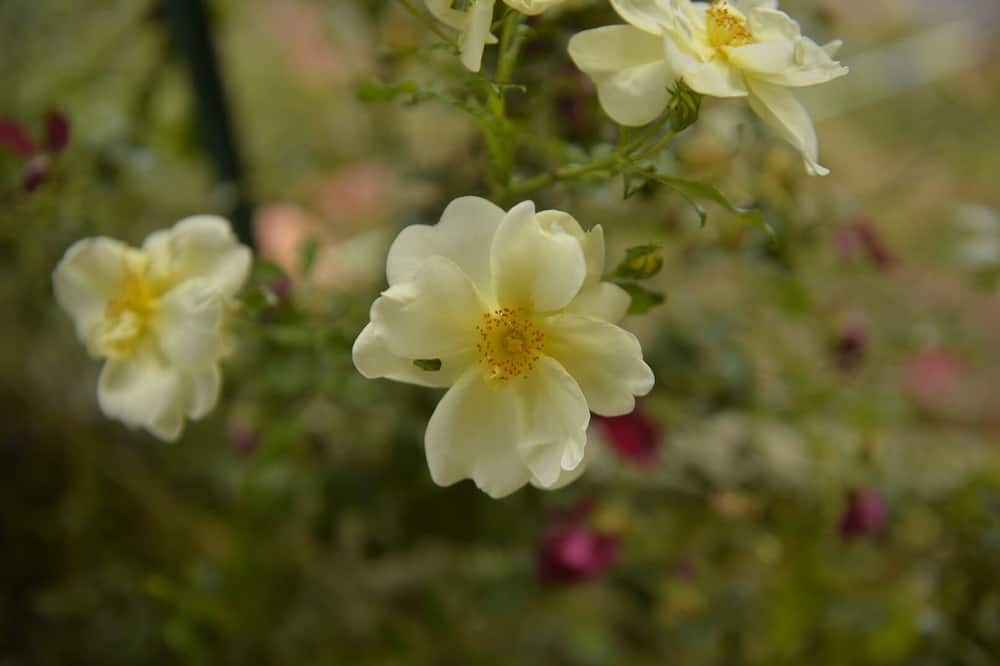 Photo of Outdoor in Thorenc