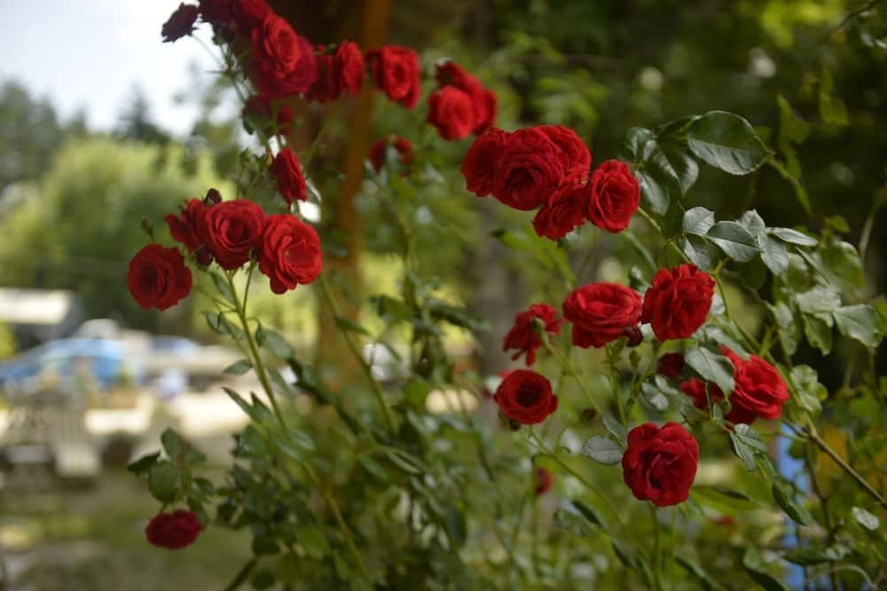 Photo of Outdoor in Thorenc