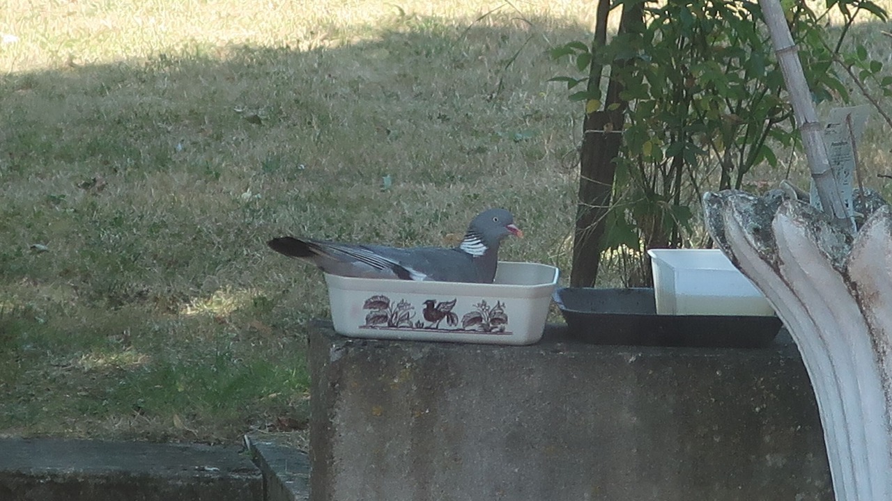 Photo of Others in Azay-le-Ferron