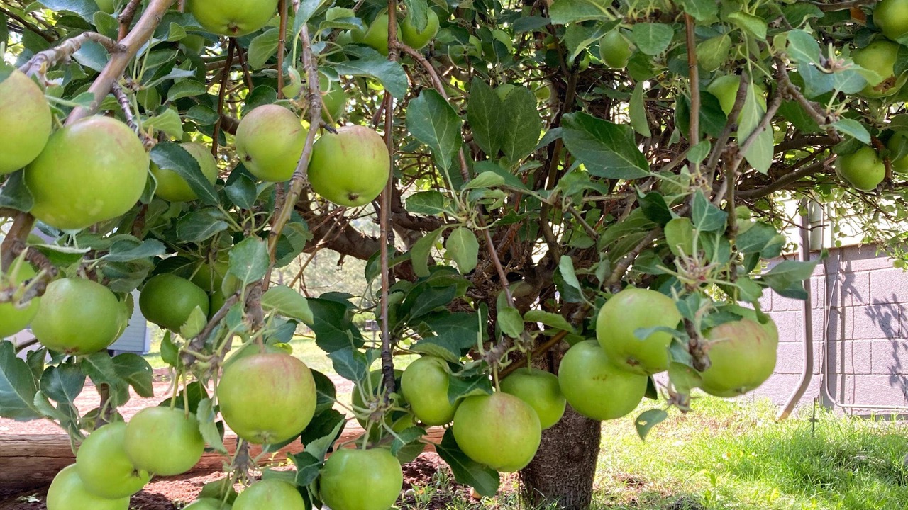 Photo of Outdoor in Greer