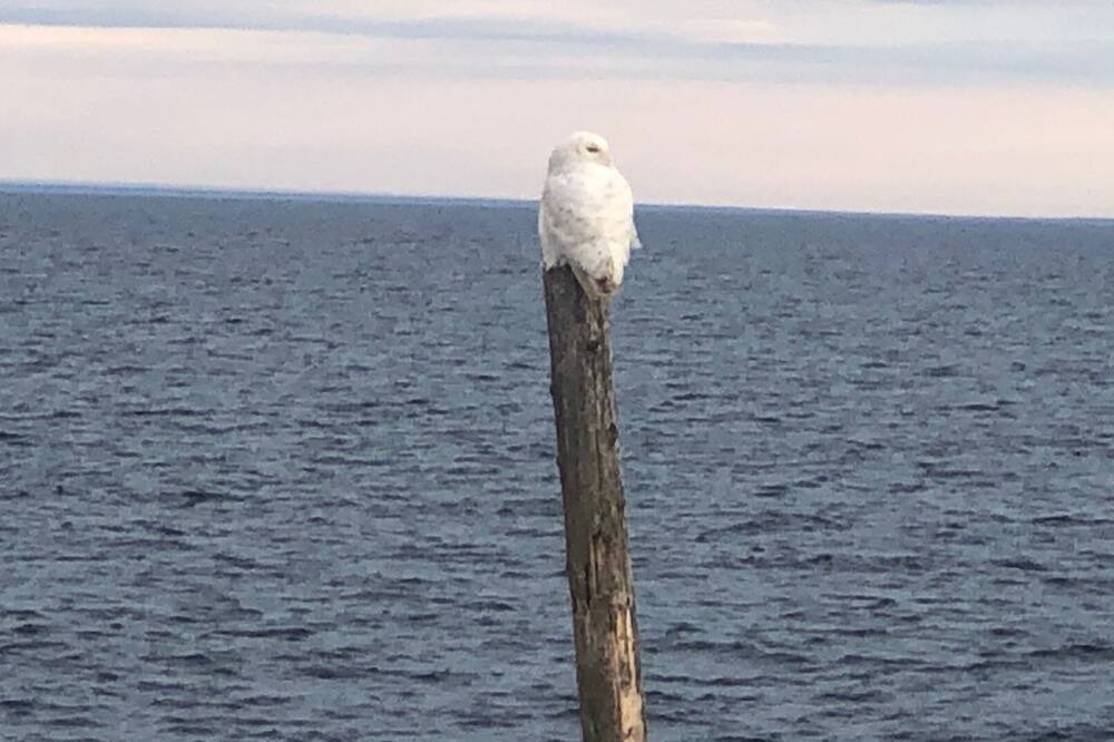 Photo of Others in Amherstview