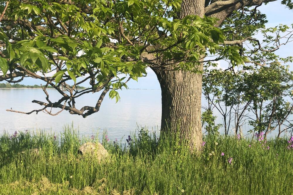 Photo of Outdoor in Amherstview