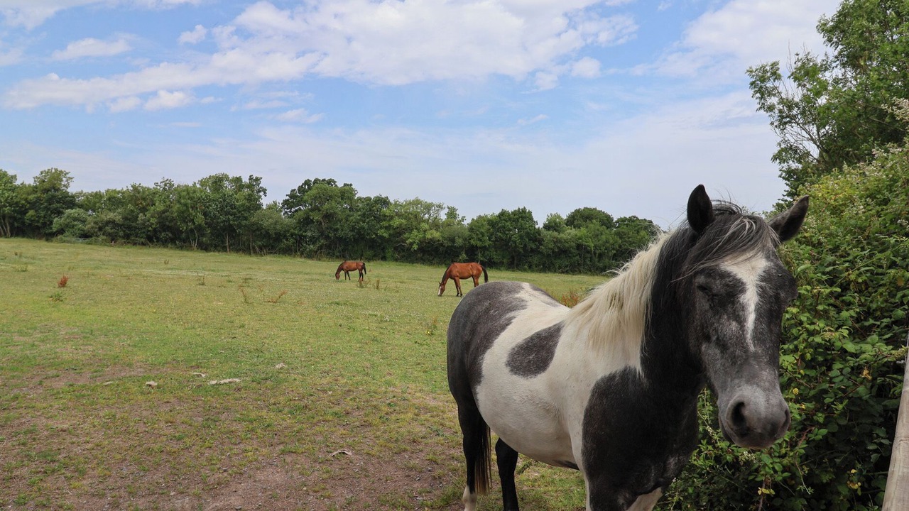 Photo of Others in West Buckland