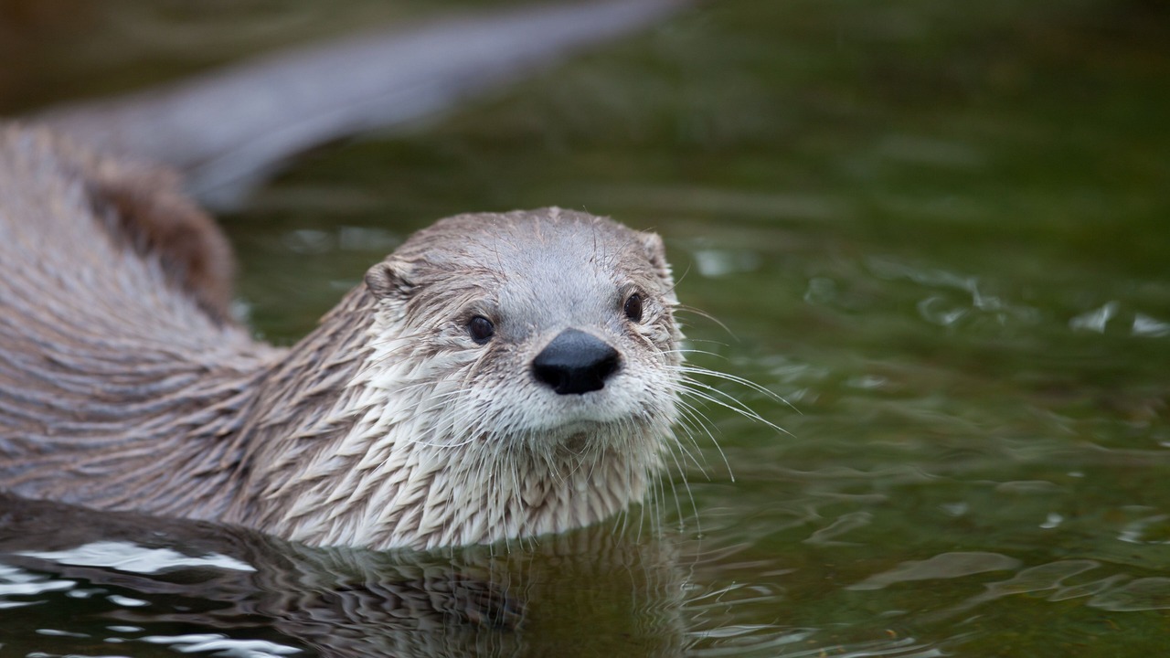 Photo of Others in Beresford Park