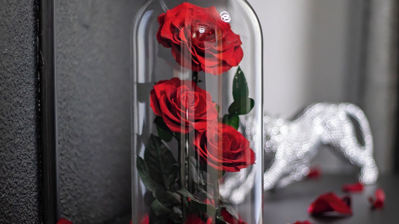 Photo of Others in Lalande-Grand Selve