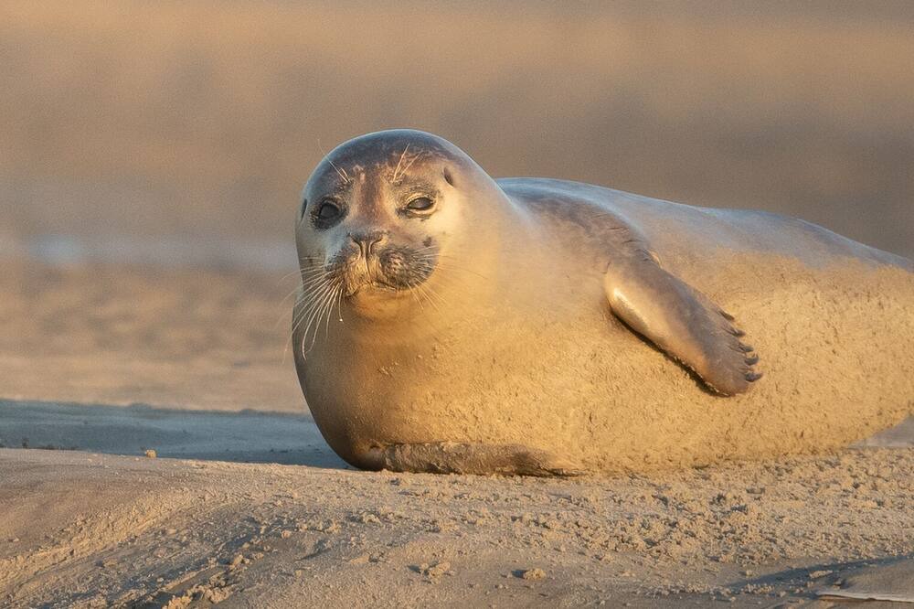 Photo of Others in Groffliers