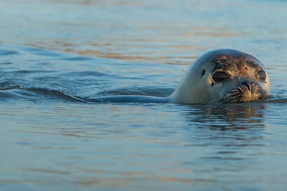 Photo of Others in Groffliers