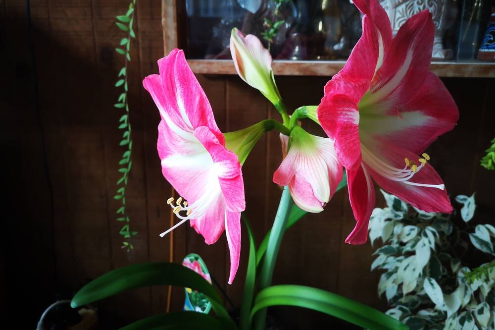 Photo of Outdoor in Kawaha Point