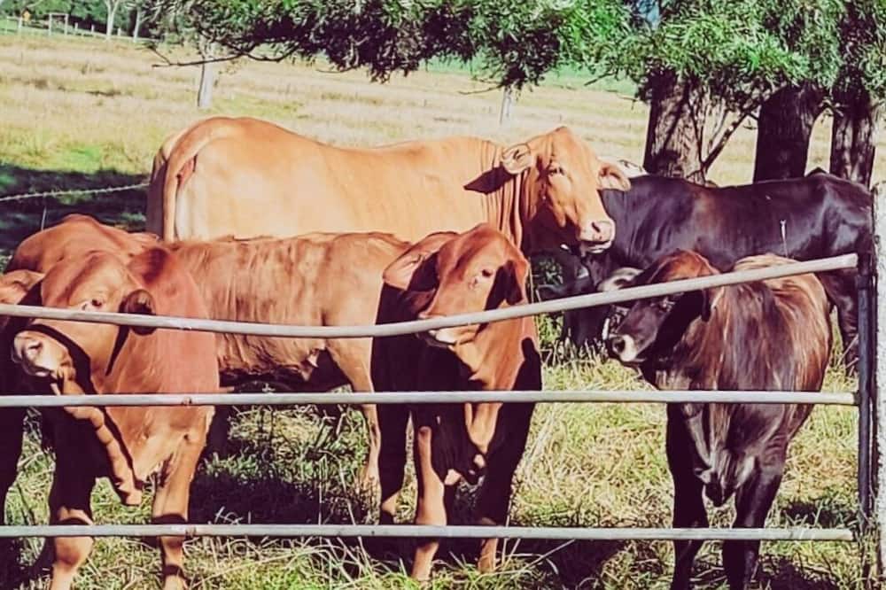 Photo of Outdoor in Coolabine