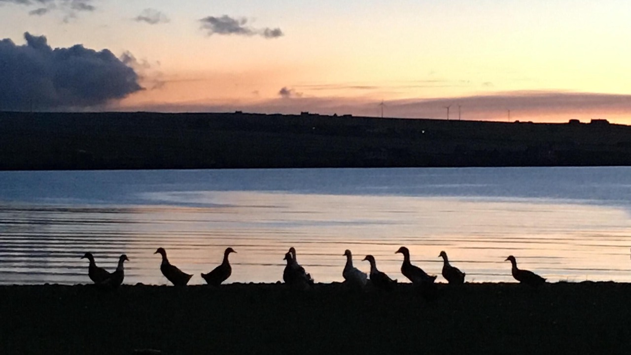 Photo of Others in Burray Village