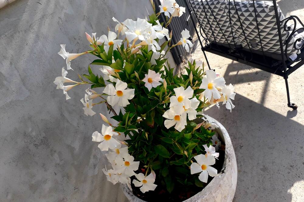 Photo of Outdoor in Violes