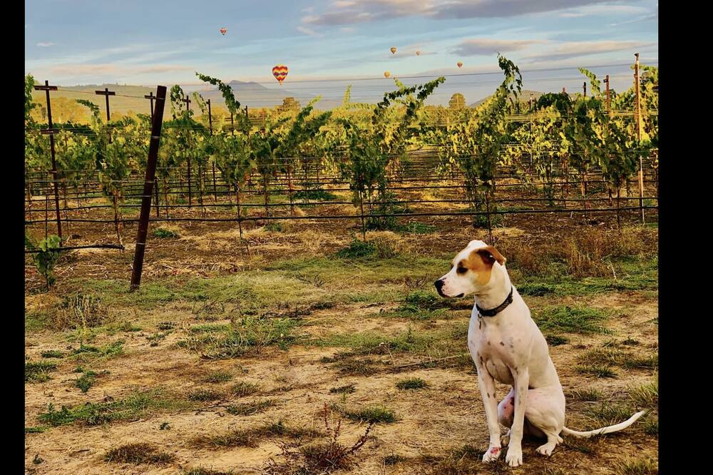 Photo of Others in Napa
