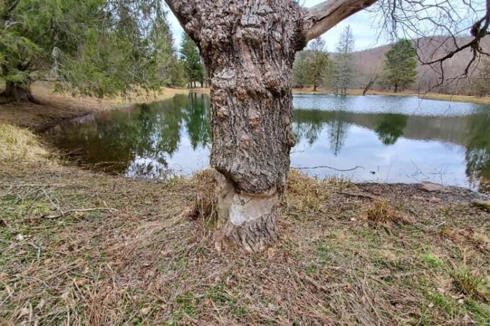 Photo of Others in Bovina Center