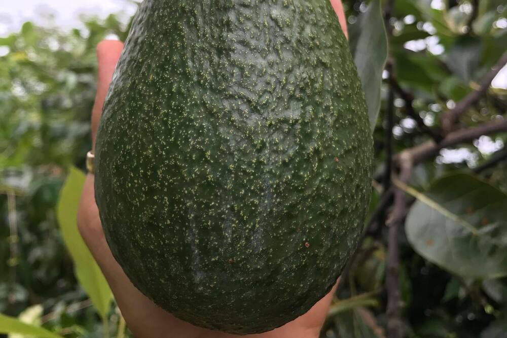 Photo of Others in Kealakekua