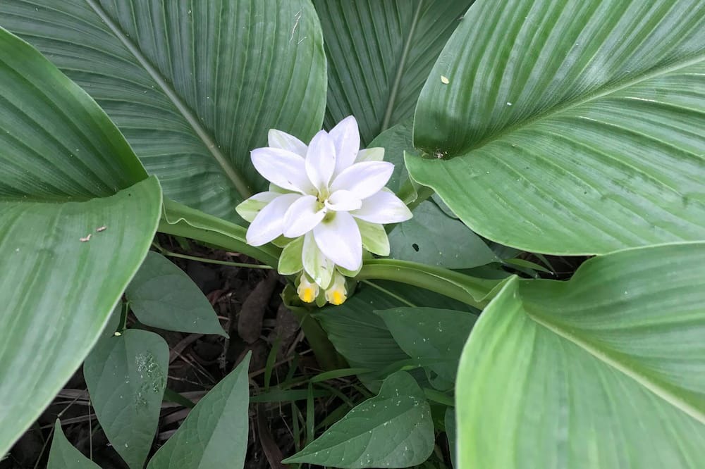 Photo of Others in Kealakekua