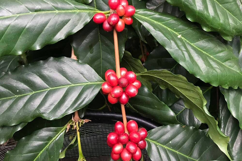 Photo of Others in Kealakekua