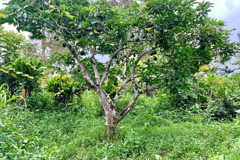 Photo of Outdoor in Kealakekua