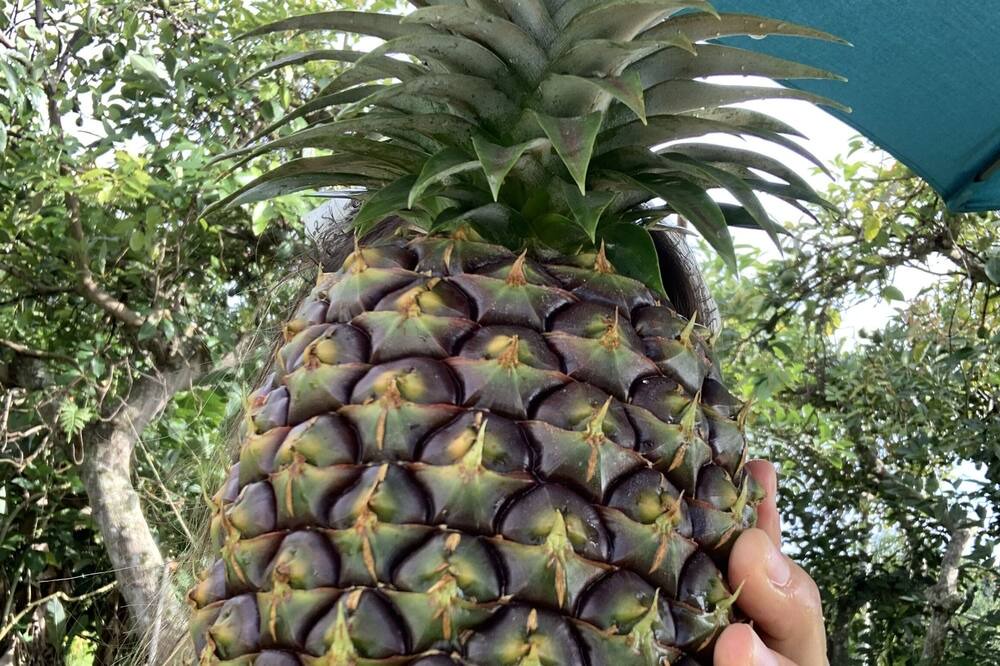 Photo of Others in Kealakekua