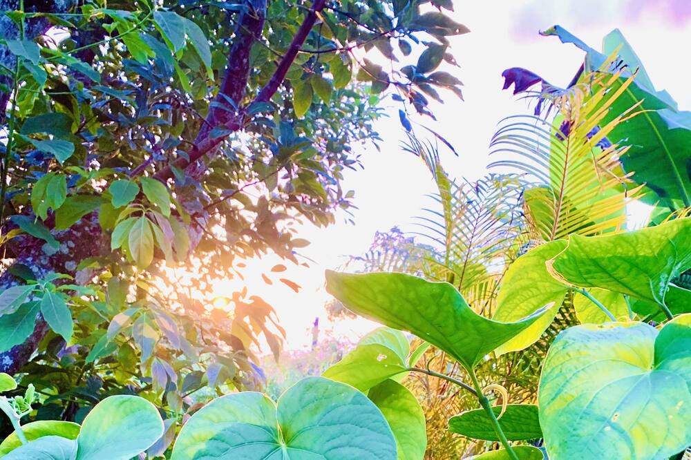 Photo of Others in Kealakekua