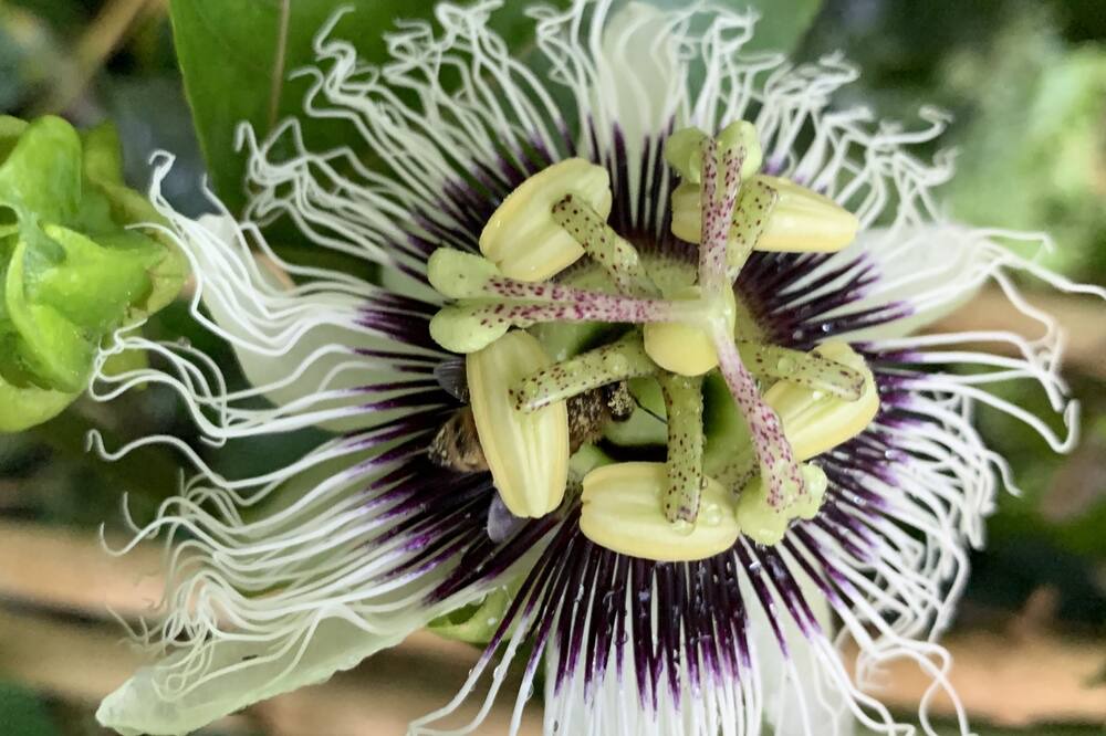 Photo of Others in Kealakekua