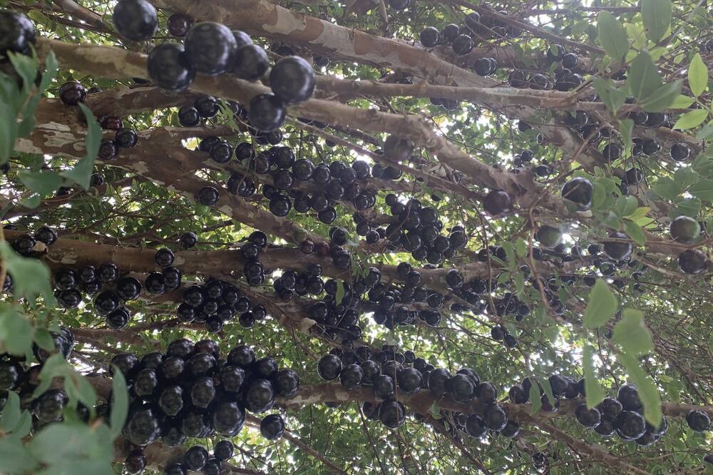 Photo of Others in Kealakekua