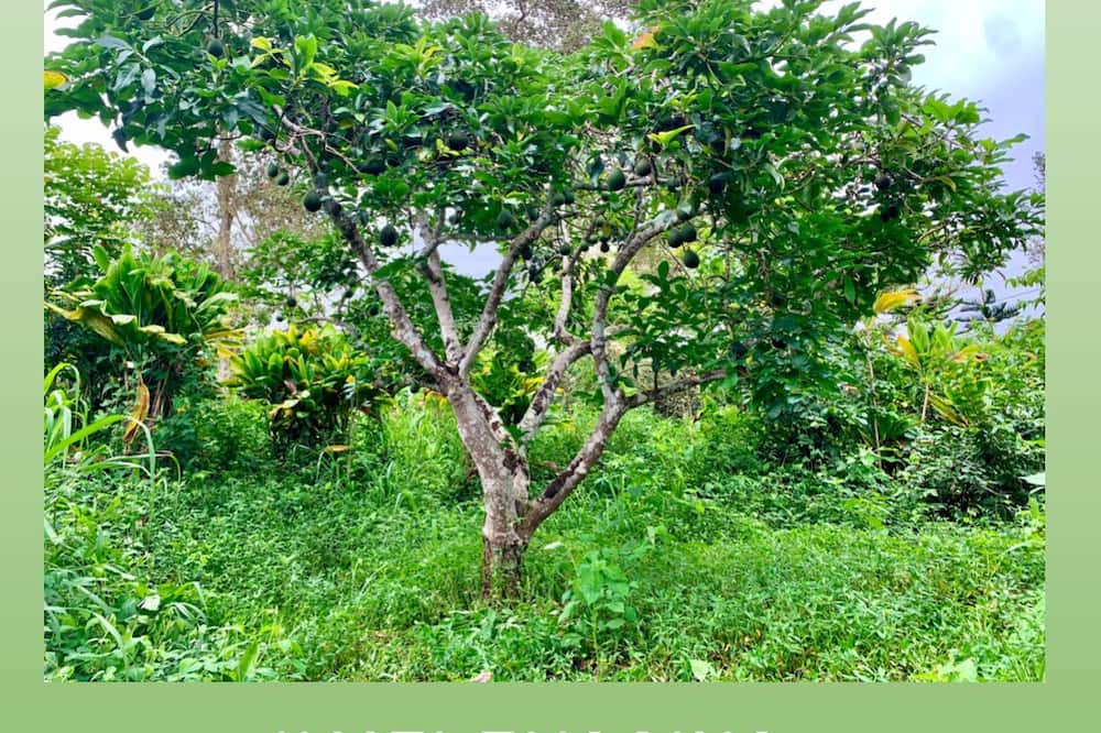 Photo of Others in Kealakekua