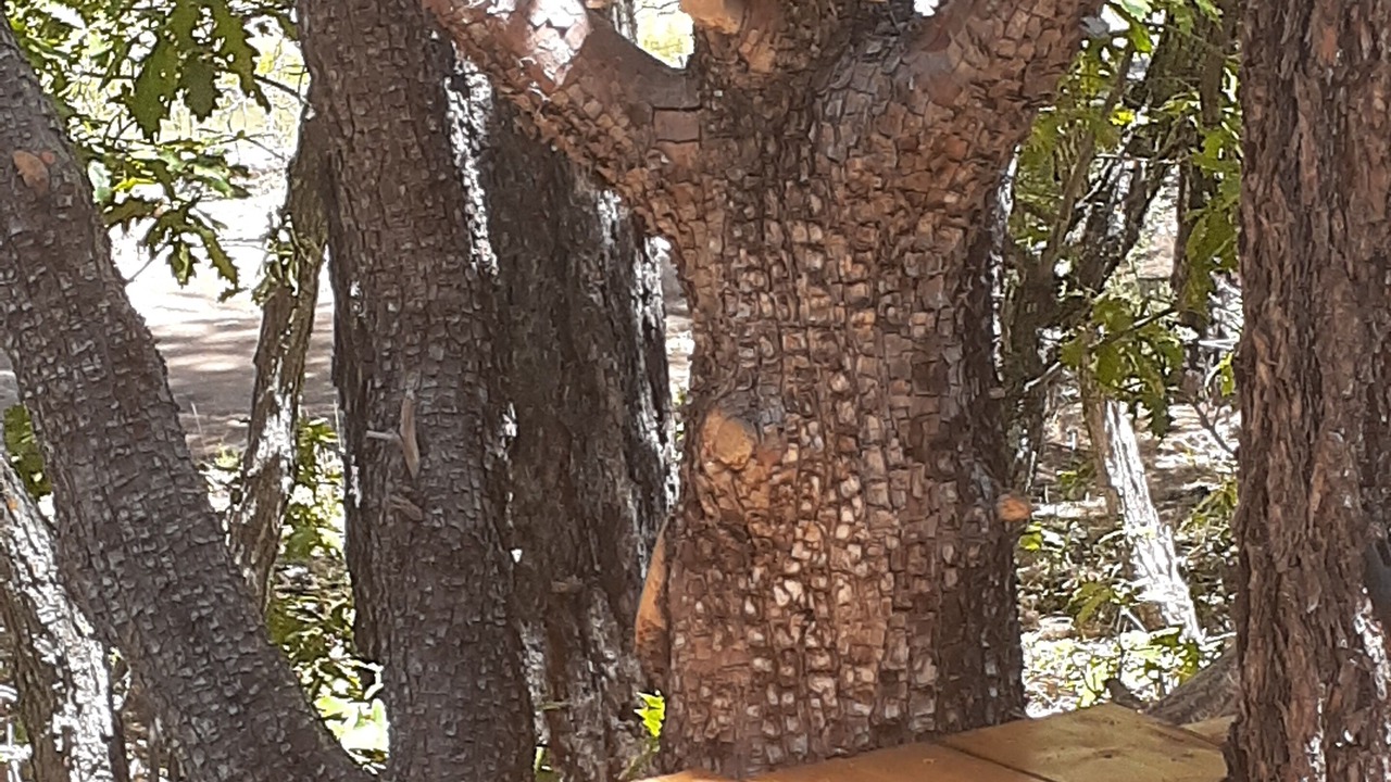 Photo of Outdoor in Mountainair
