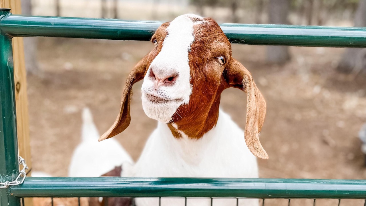 Photo of Others in Marble Falls