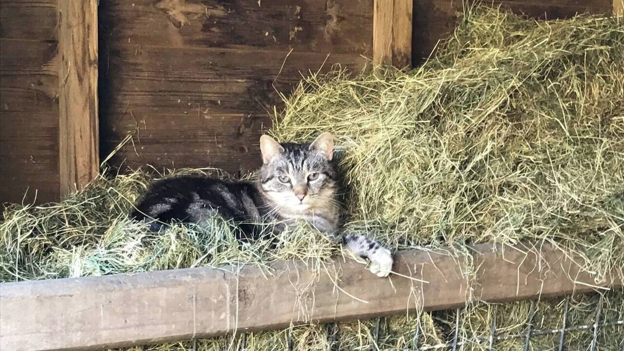 Photo of Others in Corwen