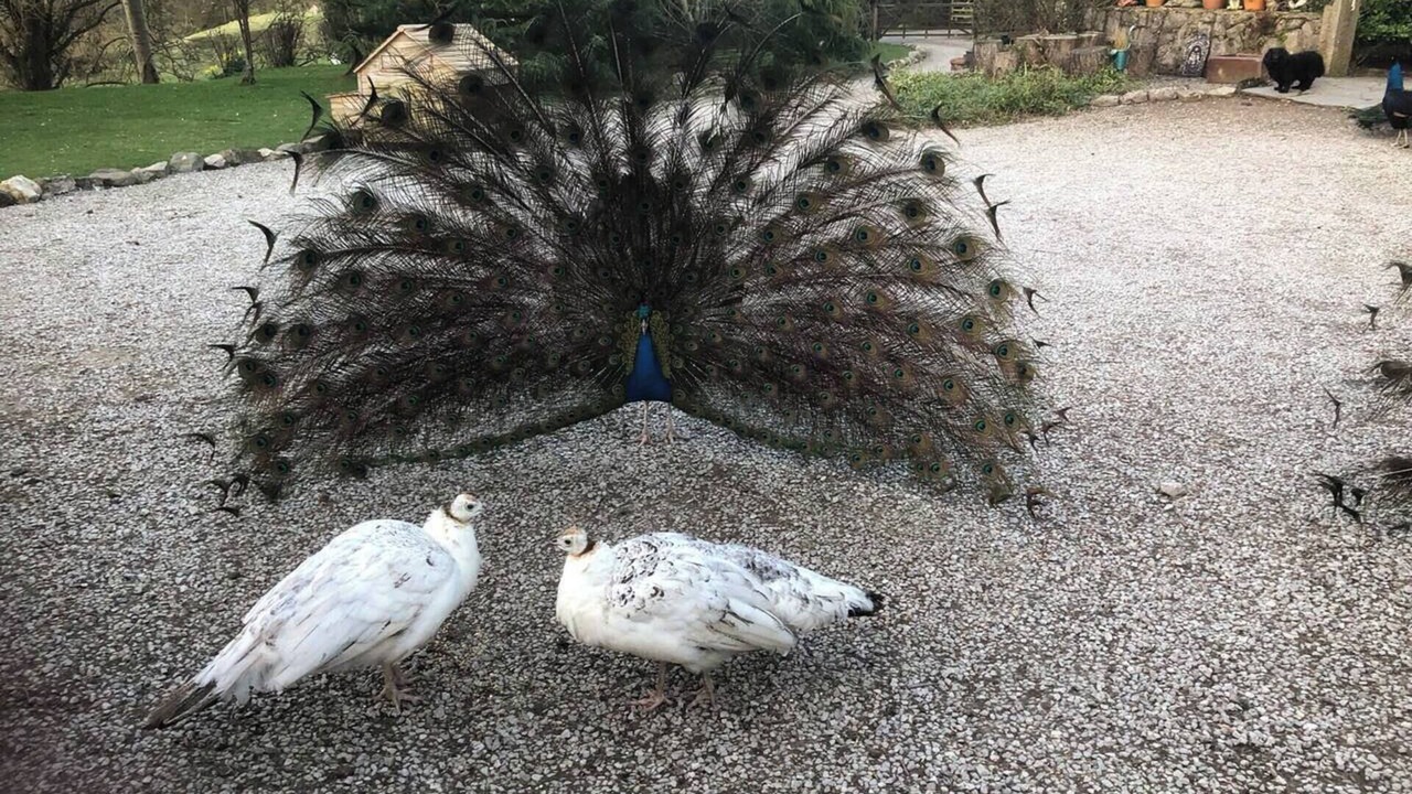 Photo of Others in Corwen