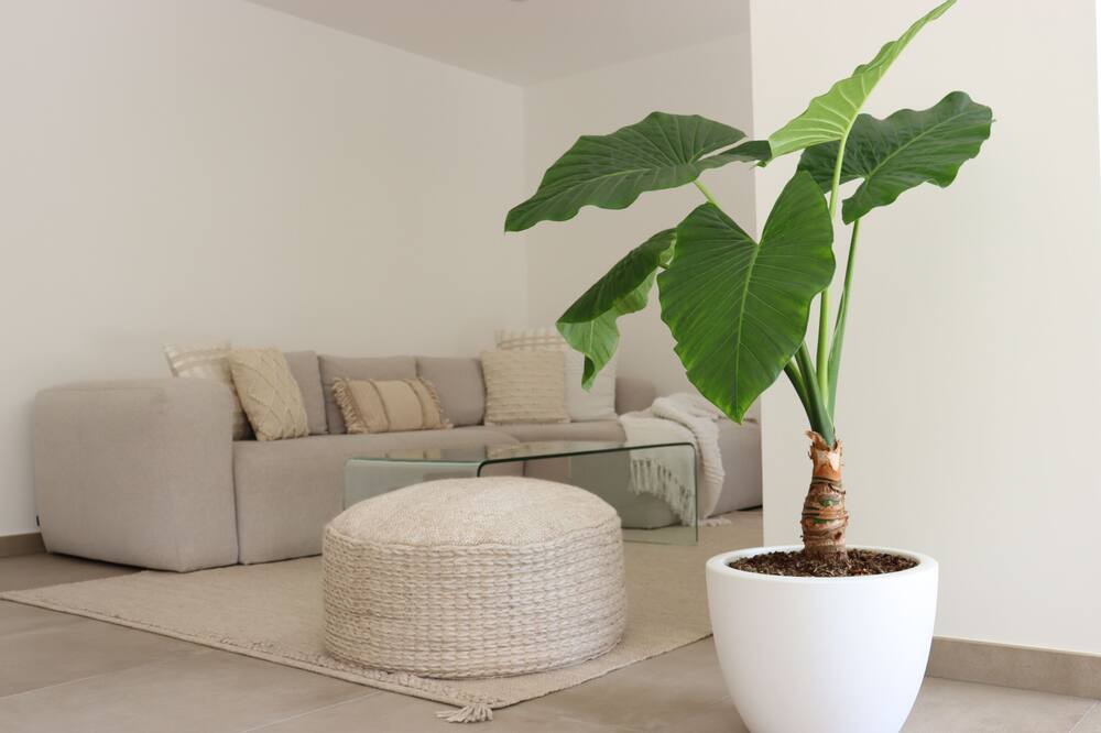 Photo of Livingroom in Banyuls-dels-Aspres