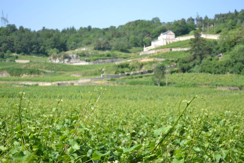 Photo of Outdoor in Nuits-Saint-Georges