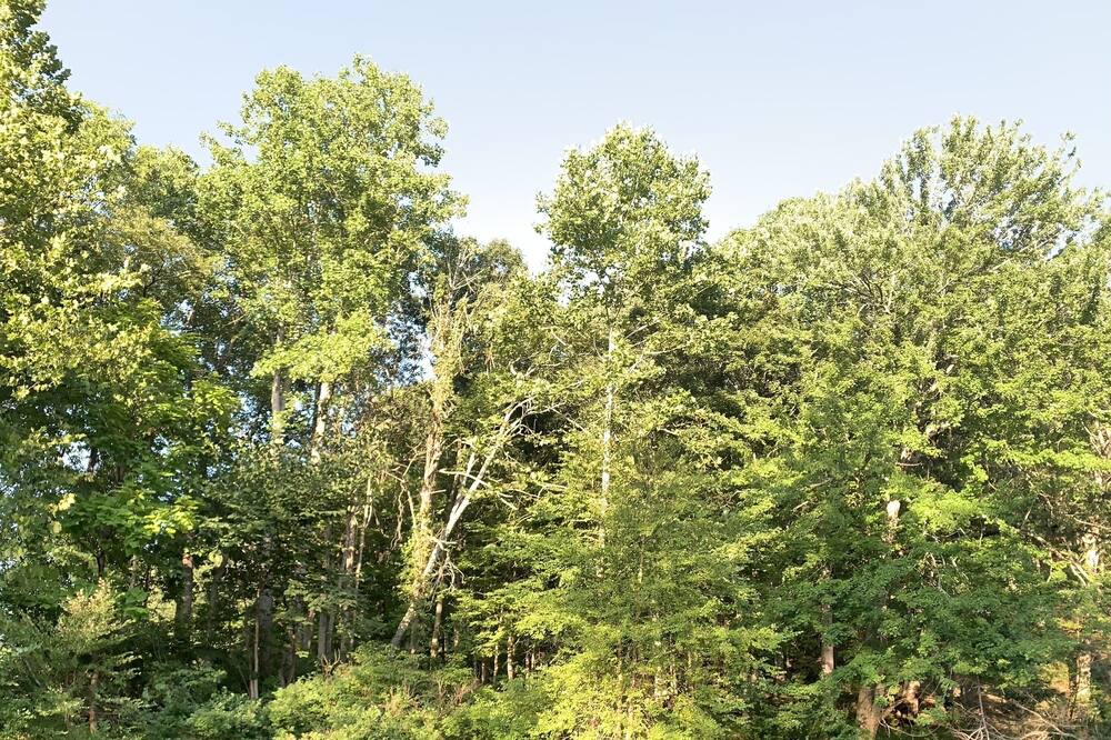Photo of Others in Craig Creek