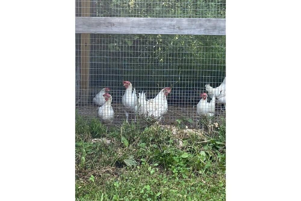 Photo of Others in Ridgeway