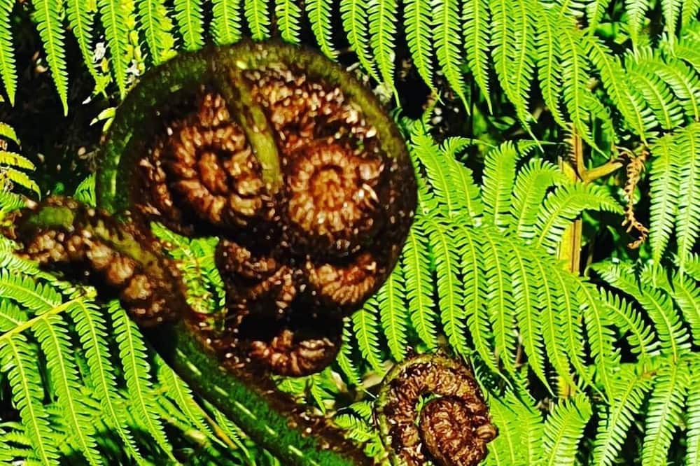 Photo of Outdoor in Matapouri