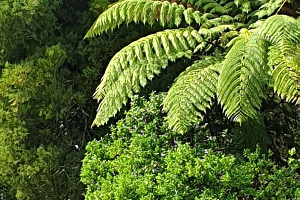 Photo of Outdoor in Matapouri