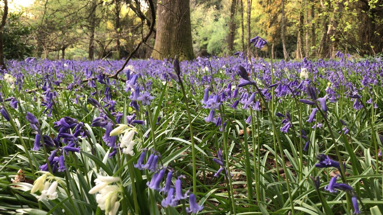 Photo of Others in Westcott