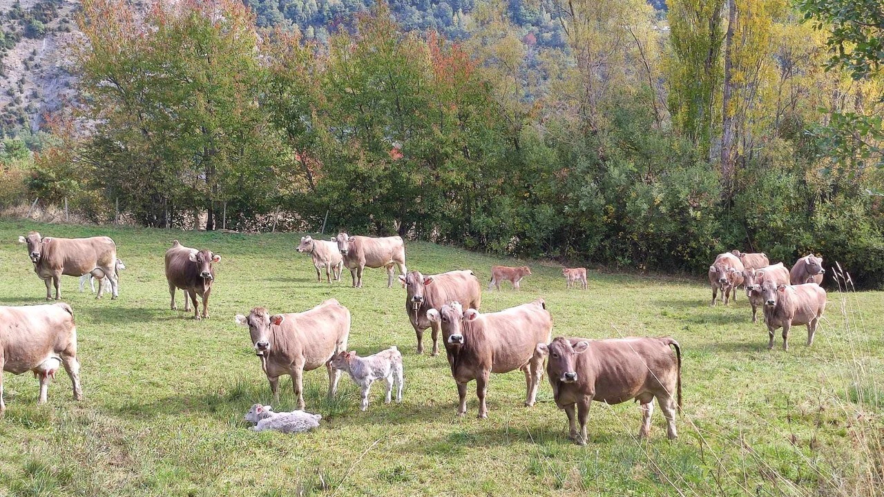 Photo of Outdoor in Biescas