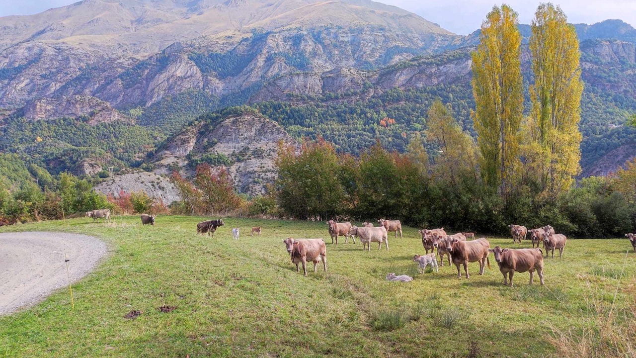 Photo of Outdoor in Biescas
